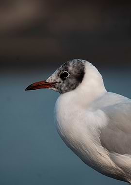 Close-up of a Black-headed Gull