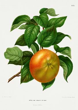 Apple 'Beauty of Kent' Botanical Illustration