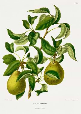 Vintage Pear Tree Illustration