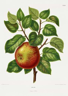 Vintage Apple Illustration
