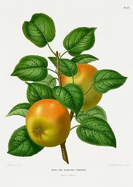 Vintage Apple Illustration