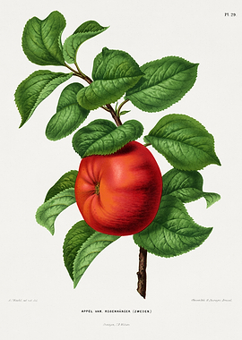 Vintage Apple Botanical Illustration
