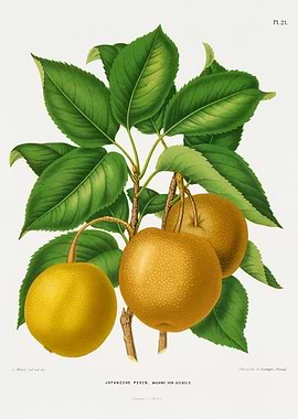 Japanese Pears Illustration