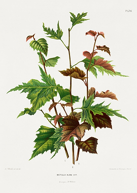 Betula Alba Var. Botanical Illustration