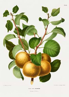 Botanical Illustration of Eyewood Pears