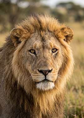 Close-up of a Male Lion's Face