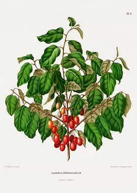 Elaeagnus Odoratus Edulis Botanical Illustration