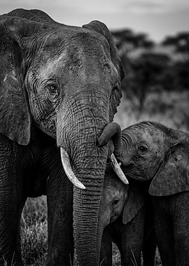 Elephant Family Portrait