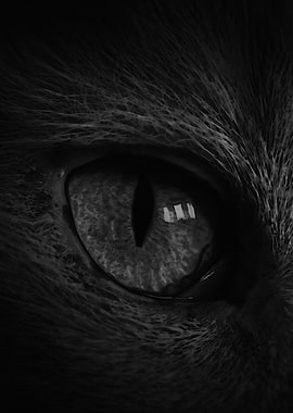 Close-up of a Cat's Eye