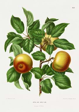 Appel Var. Early Joe Apples