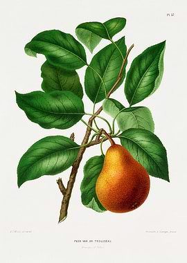 Pear Branch with Fruit and Leaves