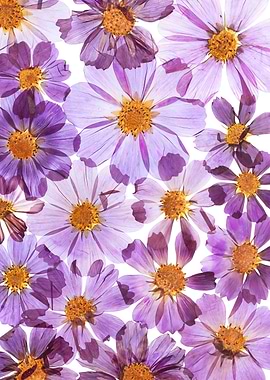 Pressed Purple and Pink Cosmos Flowers