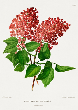 Red Lilac Branch Botanical Illustration