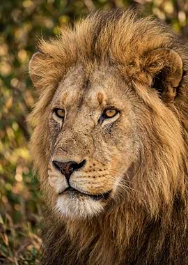 Close-up of a Male Lion's Face
