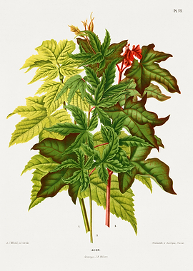 Botanical Illustration of Maple Leaves