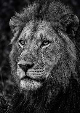Close-up of a Lion's Face