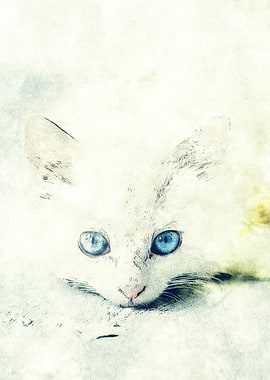 Close-up of a white kitten with blue eyes