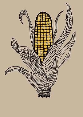 Corn on the Cob Illustration