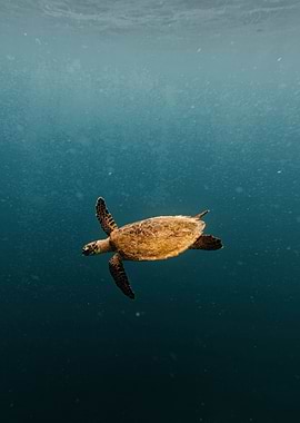 Sea Turtle Swimming in Blue Water