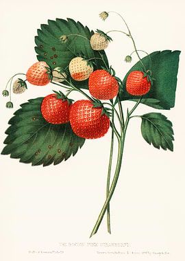 Vintage Boston Fine Strawberry Illustration