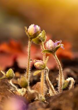 Dewdrops on Spring Wildflowers