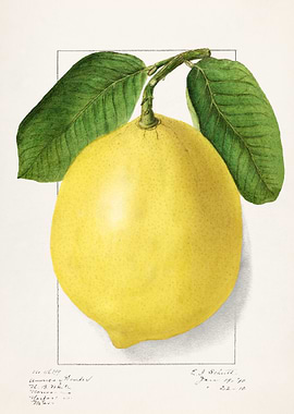 Vintage Lemon Illustration