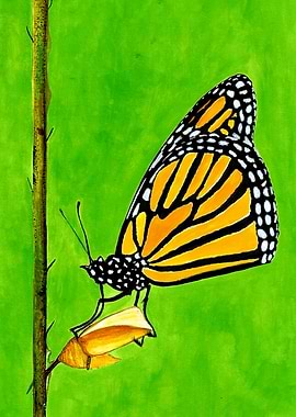 Monarch Butterfly and Chrysalis