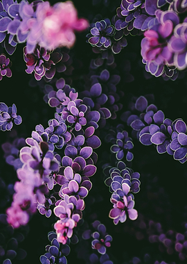 Purple Barberry Leaves