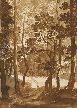 Forest Scene with Trees and Light