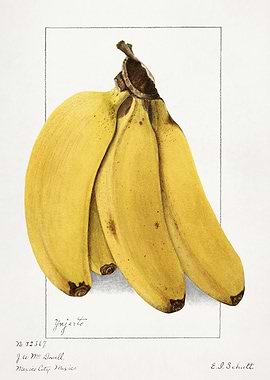 Botanical Illustration of Bananas