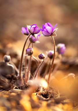 Purple wildflowers blooming in spring forest