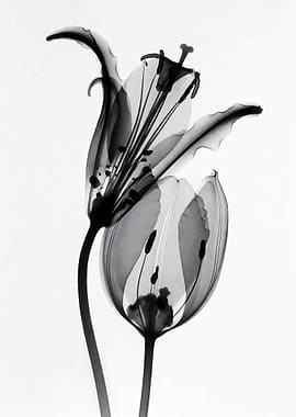 X-ray of Two Lilies