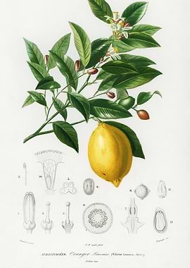 Botanical Illustration of a Lemon Branch