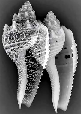 Seashell Macro Photography