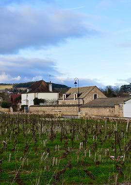 Vineyard in French Countryside