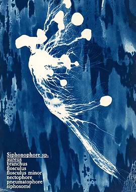 Cyanotype of a Siphonophore