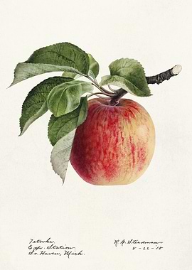 Watercolor Painting of an Apple on a Branch