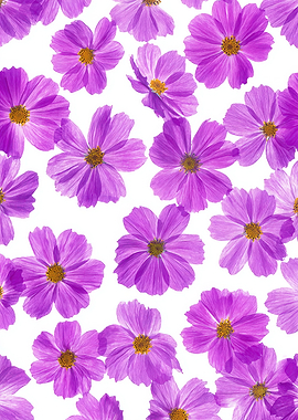 Purple Cosmos Flowers Pattern