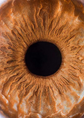 Human Iris