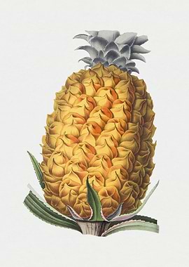 Vintage Pineapple Illustration