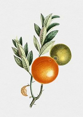 Botanical Illustration of Oranges on a Branch