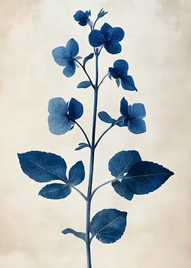 Blue Cyanotype of a Flowering Plant | Vintage Wild Mustard Botanical Wall Art