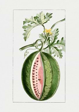 Watermelon with Flower and Leaves