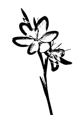 Black and White Flower Illustration