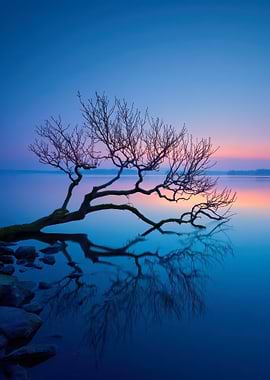 Bare Tree Reflected in Calm Water at Sunset