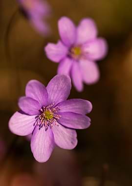 Purple Flowers in Soft Focus