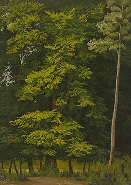 Sunlit Forest Canopy with Tall Pine