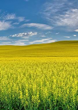 Vast Yellow Field Under Blue Sky