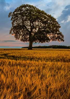 Solitary Tree in a Golden Field