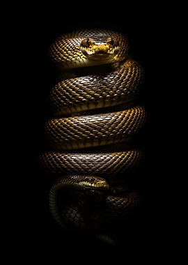 Coiled Snake with Intense Gaze